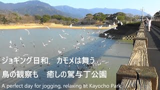 ジョギング日和　カモメは舞う　鳥の観察も　癒しの駕与丁公園A perfect day for jogging at the soothing Kayocho Park