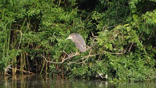 水元公園のゴイサギ（若鳥）その１（4K60P動画）