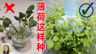 Self-Watering for Mint Growing 又快又好! 懶人立體種薄荷, 自動澆水系統, 從此薄荷自由了！