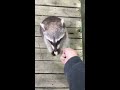 raccoon politely taking candy