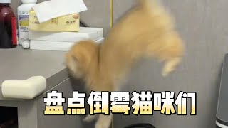 盘点那些倒霉的猫咪们#china #cats