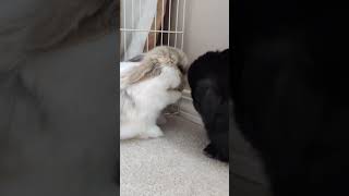 Two Adorable Lop Bunnies Race to Wash Their Faces#shorts#