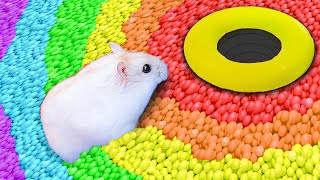 🌈🐹 Relax with Hamster:  Cute pets Maze Colorful Maze with Rainbow 🐹 #hamsterescape #mazewithtraps