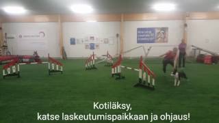 Gava omd-agility lepakkotreenit onnistumisia 7.5.2017 (4. kerta)