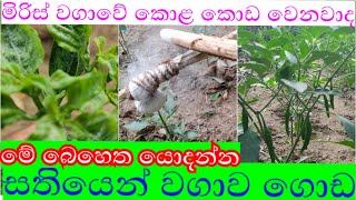 මිරිස් කොළ කොඩවෙනවද/miris kola koda wenawada