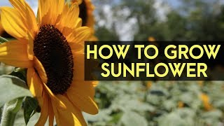 How To Grow Sunflower as a Business | Agribusiness How It Works