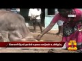 cows die due to komari disease in hossur thanthi tv