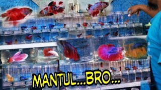 Ikan Cupang di Pasar ikan Hias Jatinegara_MANTUL Bro..!!!