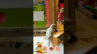 貓看小鳥目不轉睛#pet#cat