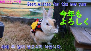 2025年も宜しくです😊🐰😸🦜【動物ファミリーの家】