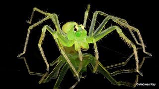 Green Jumper Crosses Eyes as it sees its Mirror Image