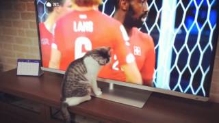 サッカー観戦する猫（JUN 26, 2014 ）