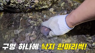 돌틈 구멍마다  낙지가 한마리씩 들어있는 이 바다는 뭐지?! (소라잡는댕댕이펜션)