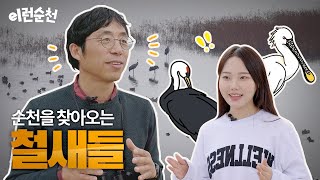 순천을 찾아오는 철새들