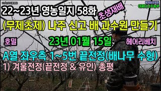 나주 신고배 과수원 만들기 58화 - (영농일지) A열 좌우측 끝전정(배나무 수형) #2본주지 #결과지 #수형 #유인 #끝전정 #신고배 #어쩌다나주농부 #나주배