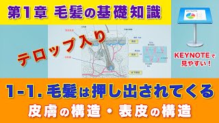 【もと美容師 もとメーカー 講師が語る 毛髪科学理論】第1章  毛髪の基礎知識  1-1.毛髪は押し出されてくる「皮膚の構造」「表皮の構造」