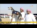 نهائي بطولة سلطان بن زايد سويحان شوط الذيخه