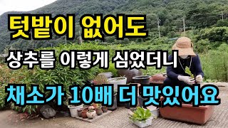 아파트나 주택 텃밭이 없어도 매일 싱싱한 모듬채소를먹을수 방법 #상추 #루콜라 #고수#채소 #쌈채소  #샐러드 #배추#부추#아파트 #옥상텃밭  #미니정원