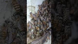 തേനീച്ചകൾ കൂടിന് പുറത്തിറങ്ങി നടക്കുന്നു || Bees walk out of the hive || തേനീച്ച വളർത്തൽ bee keeping