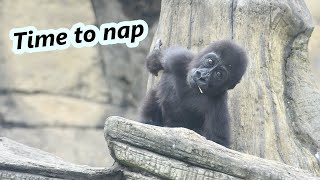 Little gorilla Ringo's nap time. /小大猩猩Ringo的午休