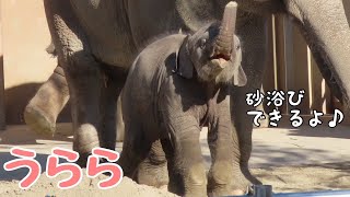 アジアゾウの赤ちゃん「うらら」上手に砂浴びする姿が可愛い【東山動物園】