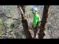 rope tricks for tree climbers