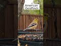 American Goldfinch