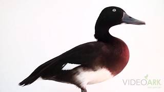 A critically endangered male Baer’s pochard (Aythya baeri) at the Plzen Zoo in Czech Republic.