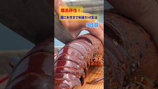 離島移住！腹こわすまで刺身だけ生活9日目の今日は「伊勢海老」🦐#刺身 #漁師飯 #五島列島 #伊勢海老