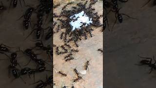 The power of unity💪ants💪🐜🐜🐜💪 #the #ants #shorts