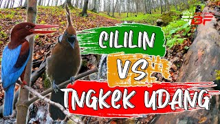 MASTERAN MURAI BATU ISIAN CILILIN VS TENGKEK UDANG KASARAN