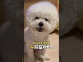 お座り前屈のぼたまる bichonfrise dog 犬 お座り おすわり 前屈 可愛い かわいい