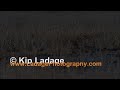 sandhill cranes in cattails at sweet marsh © kip ladage