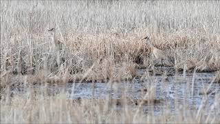 Sandhill Cranes in Cattails at Sweet Marsh - © Kip Ladage