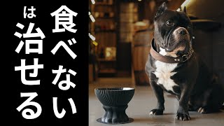 【愛犬のご飯知識】たった一つのケアで愛犬の食欲が湧く方法、あります。