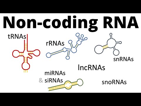 What is non-coding RNA genes?