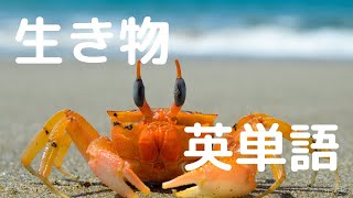 生き物の名前を英語でおぼえよう（Let's learn the names of living things in English.）