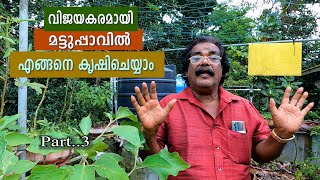 മണിച്ചേട്ടന്റെ മട്ടുപ്പാവിൽ നിറയെ കൃഷികൾ | Manichettan's success story in terrace farming | Vlog#60