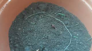 how to make compost at home 🤔 kannada  ಮನೆಯಲ್ಲಿ ತರಕಾರಿ ಸಿಪ್ಪೆಯನ್ನು ಬಳಸಿ ಕಾಂಪೋಸ್ಟ್ ಮಾಡುವವಿಧಾನ