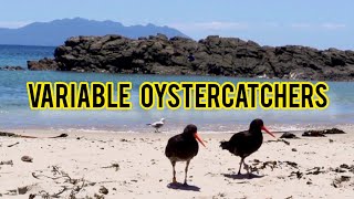 Variable Oystercatchers