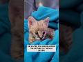 This Man Found an Orphaned Kitten, and Then… #kitten #cat #savannah #savannahcat