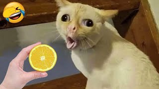 Funniest Animals 2024😻 Best Funny Cats and Dogs Videos 😍🐶 #cats