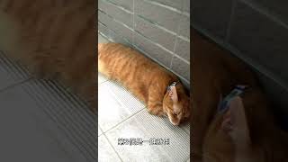 【嘿!G哥】貓咪信任度測試!快去測試你家的貓吧!#shorts #cat