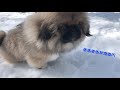 【ペキニーズ子犬】ちょび初めてのおさんぽ／かわいい歩き方／犬と暮らす