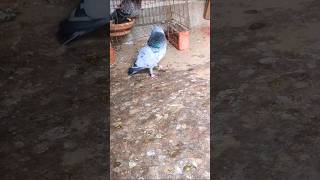 male pigeon 🔥 #pigeon #youtubeshorts #shortvideo