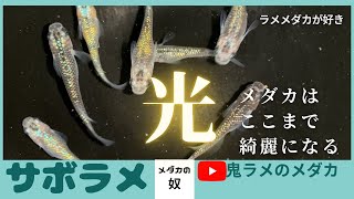 こんなに光るの？サボラメメダカ！ラメのメダカの魅力をお伝えします！とにかく光過ぎでビックリです！【メダカ】【メダカ飼育】【メダカの奴】