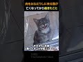 お店に来る猫が亡くなってから起きたこと