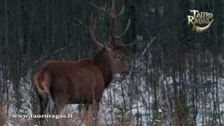 Įspūdingi kadrai iš medžioklių Lietuvoje || Hunting in Lithuania