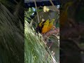 village weaver gouldian finch aviary birds