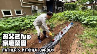 【ルンルンの裏庭】今年は少なめに野菜を植えたお父さん【お父さんの家庭菜園】